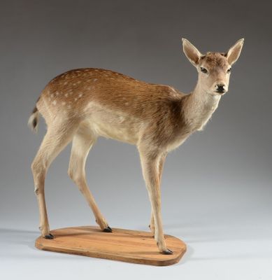 une statue représentant un cerf debout sur un socle en bois