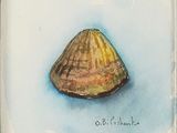 a picture of a painting of a shell on a blue background