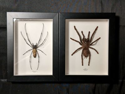 Deux boites entomologiques comprenant : Mygale Aplopelma Min…