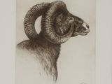 drawing of a ram head with large horns in a white frame