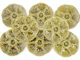 six yellow flower buttons on a white surface with a white background
