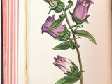 un livre ouvert sur lequel est dessiné une fleur violette