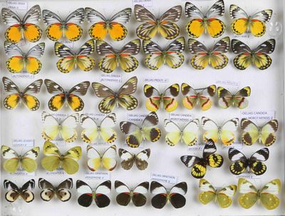 de nombreux types de papillons différents présentés dans une vitrine