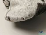 a close up of a dog ' s paw with its eyes closed