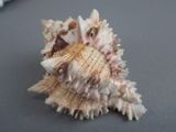 a close up of a sea shell on a table