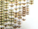 a lot of butterflies that are hanging on the wall