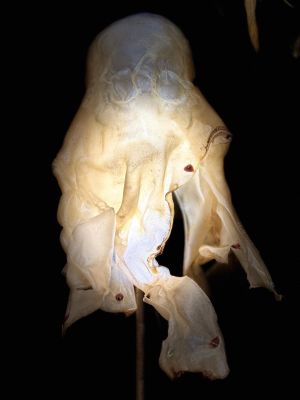 an image of a strange looking object in the dark