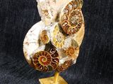 fossilized ammonite on a gold stand on a black background