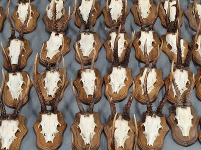 de nombreuses têtes de cerfs factices exposées sur une table