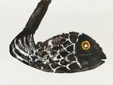 peinture représentant un cygne noir au bec orange sur fond blanc