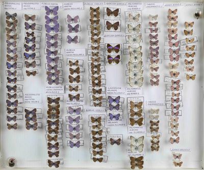 de nombreux papillons exposés dans une vitrine