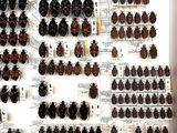 a lot of bugs that are on display in a case