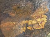 a picture of a painting of a flower with leaves on it