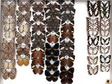 many different types of butterflies displayed in a white box