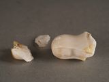 a tooth that has been cut in half and is on the table