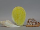 three different types of seashells on a gray surface