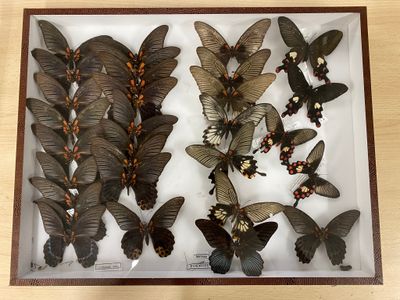 a lot of butterflies that are on display in a glass case