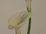 painting of two white flowers with green stems in a vase