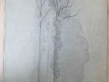 dessin représentant un groupe d'arbres dans un parc, avec un banc au premier plan
