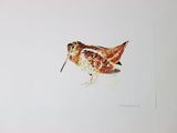 a painting of a bird with a long beak on a white background