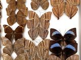 many different types of butterflies displayed in a white box