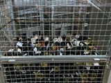 many bottles of wine in the cage on the cart