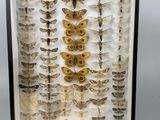 a framed display of moths in a shadow box