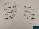 dessin représentant le visage d'un homme avec ses différentes parties