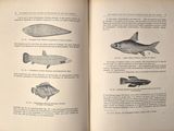 an open book with illustrations of fish in it
