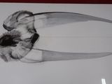 a black and white photo of a skull and a pair of scissors