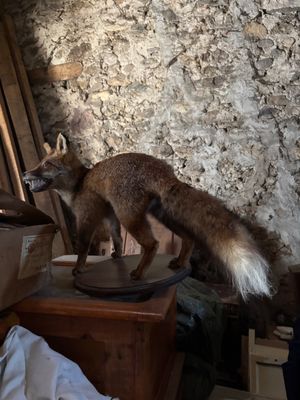 a fox that is standing on top of a table