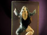 a picture of a frog in a glass box on a table