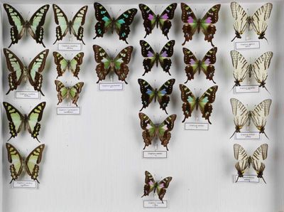 de nombreux papillons exposés dans une vitrine