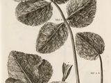 an old black and white drawing of a plant with leaves and flowers