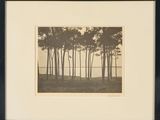 une vieille photo montrant un groupe d'arbres dans un champ