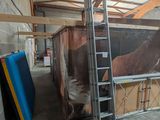 une photo d'un cheval dans une grange avec une échelle