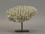an image of a piece of coral on a stand on a white background
