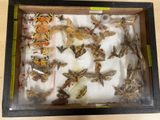 a lot of insects in a box on a table