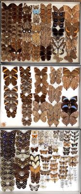 many different kinds of butterflies displayed in a display case
