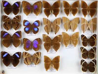 de nombreux types de papillons différents présentés dans une vitrine