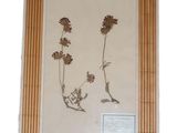 des fleurs séchées disposées dans un cadre en bois accroché à un mur blanc