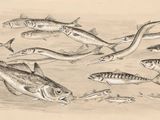 dessin représentant un groupe de poissons nageant dans un plan d'eau