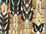 a lot of butterflies that are on display in a box