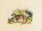 un dessin représentant un tigre marchant sur le sol
