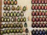 a lot of beetles that are on display in a box