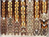 many different types of butterflies displayed in a display case