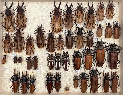 a lot of bugs that are hanging on the wall