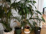 many potted plants in the corner of a room