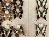 a lot of butterflies that are on display on the wall