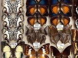 many different types of butterflies displayed in a box